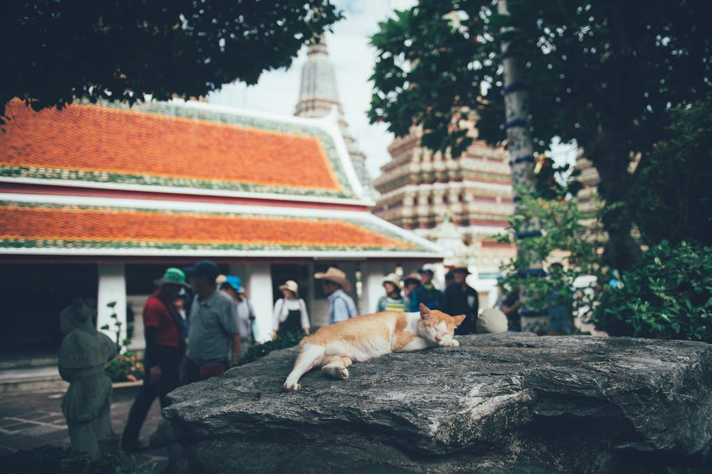 A cat rests on a rock with tourists in the background at a Thai temple.