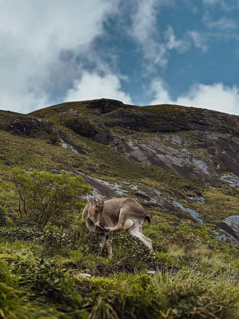 A Nilgiri Tahr grazing in the scenic hills of Eravikulam National Park, Kerala, India.