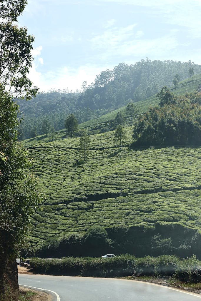 Explore the lush green tea estates of Munnar, nestled in the hills of Kerala, India.