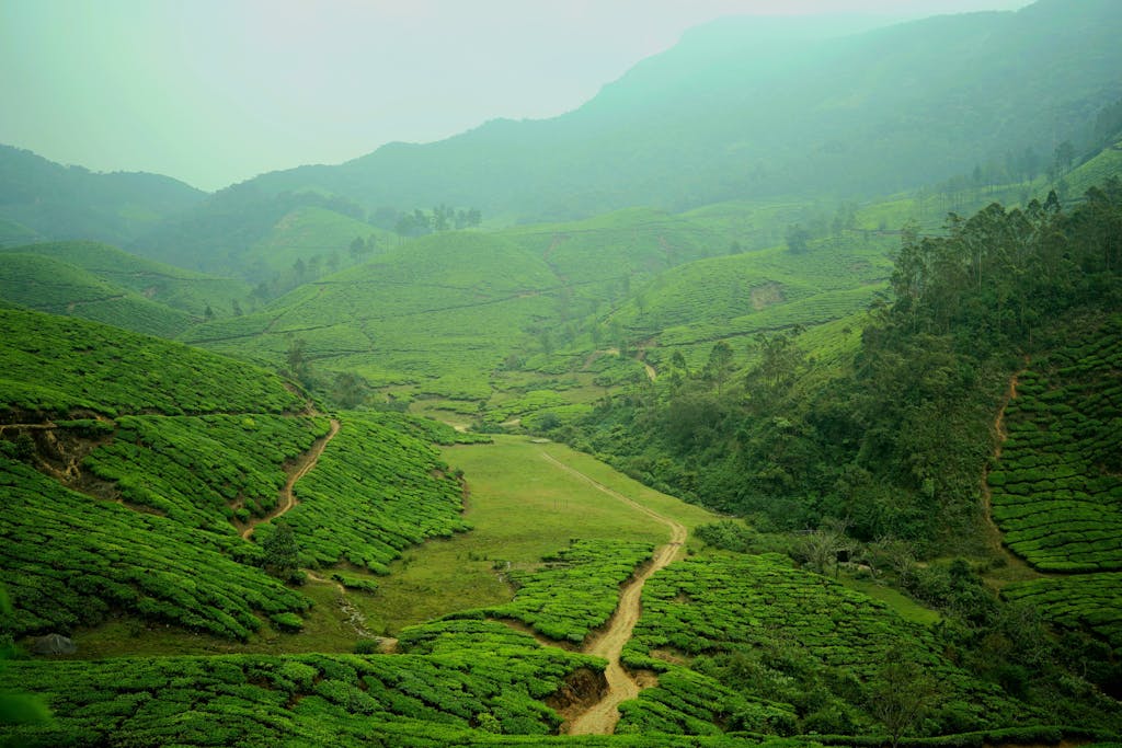 Explore the lush, rolling tea plantation hills of Munnar, Kerala, India in this stunning aerial view.