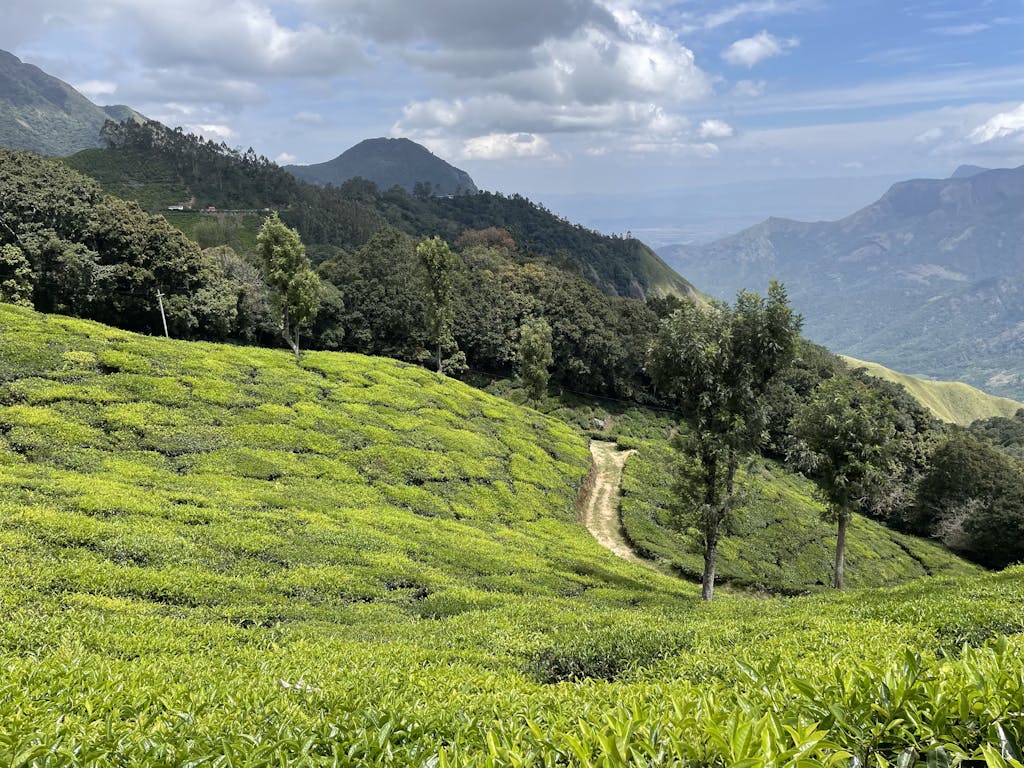 Explore the vibrant green tea fields amidst the rolling hills of Munnar, Kerala, India.