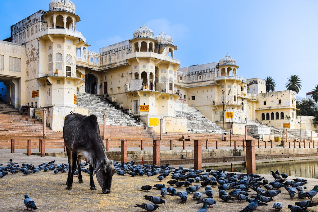 Ancient Indian palace in the city with cow and pigeons by a waterbody, showcasing unique architecture.